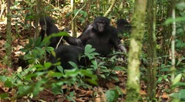 Democratic Republic of the Congo: Male Bonobos Track Females’ Reproductive Cycle To Maximize Mating Success