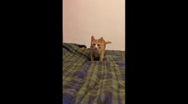 Kitten hilariously approaches owner in slow-motion in Hubei, China