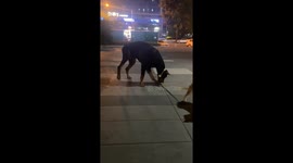 Big dog leads small dog on leash in Hunan, China