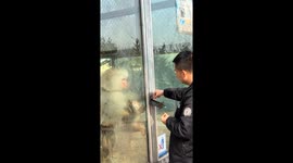 Monkey gets frustrated while being teased at zoo in Shandong, China