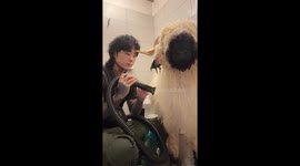 He is calmly drying his wool