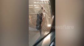 Gecko clinging onto car window shocks driver