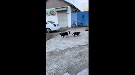 Clever Border Collie playfully imitates cat in Shandong, China