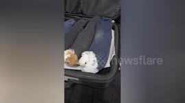 Customs catch driver smuggling live pigeons in socks