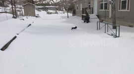 US: Martha the Dog Gets the Zoomies in Deep Snow