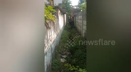 Social organisation rescued a cow trapped between two walls near the district court Shahdol , Madhya Pradesh