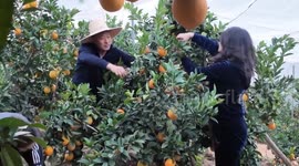 China: Chinese navel orange farmers slice through challenges with sorting, logistics technology