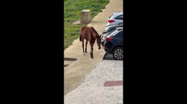 Horse calmly navigates pedestrian crossing in Queluz, Portugal