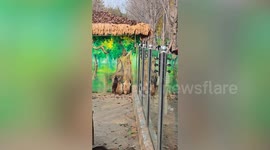 Chunky raccoons leap at painted tree thinking it’s real