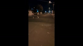 Shih Tzu shows impressive scooter skills in Leme, São Paulo, Brazil