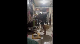 Adorable toddler returning puppies to their tub in Quezon City, Philippines