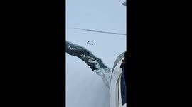 Adélie penguins cross sea ice in Argentina