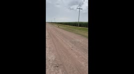 Playful dachshund tumbles and races along rural road in Las Rosas, Argentina