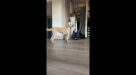 Dog walks on two feet across kitchen in Nittedal, Norway