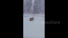 US: Playful Pups Enjoy Heavy Snow Outside South Park, CO