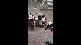 Pandas living their best life: Chilling, eating and lounging like humans!
