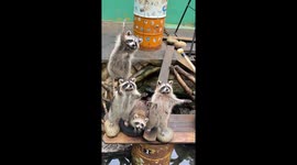 All eyes on the treat stick