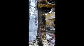 Snow-covered spruce tree demolished effortlessly in seconds