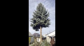 How pros chop a Christmas tree without chaos