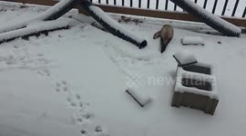 US: Two Ferrets Enjoy Their Fisrt Snow in Perry