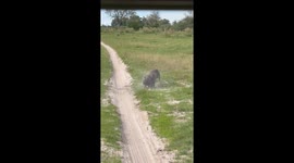 A Warthog Showdown - Battle for Dominance