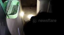 Snake wranglers catch 10ft cobra in house toilet