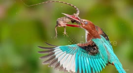 UNCAPTIONED: Dramatic moment a determined kingfisher clashes with a giant lizard in a mid-air fight for survival