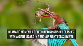 Dramatic moment a determined kingfisher clashes with a giant lizard in a mid-air fight for survival
