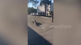 10-foot-long alligator captured by cops outside 7-Eleven