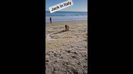 Jack Russell Terrier – Kleiner Hund, großer Mut.