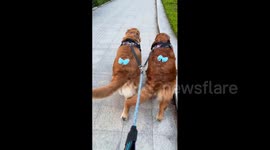 China: Title: Synchronized Swagger