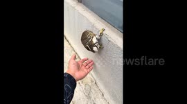 China: The Sleepy Owl's Gentle Descent