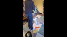 Daisy and Dobby take on the carrot box game and turn it into total box-shredding fun! Watch them skip the carrot and dive straight into box destruction. In Gloucester uk