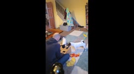 Jack Russell Terriers take on the carrot box game and turn it into total box-shredding fun!