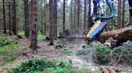 John Deere 1270G Harvester Handling Spruce Logs With Precision | Raw 4K Forestry Operations