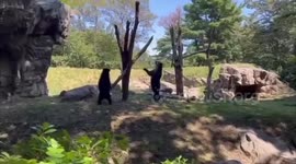 US: Young Andean Bears Swing On Branch Like Seesaw At Queens Zoo