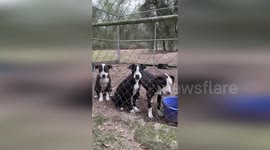 US: Over 80 Dogs Rescued In Multi-Agency Suspected Dogfighting Bust In Florida