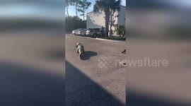 US: Massive 10-Foot Alligator Spotted At Sarasota 7-Eleven