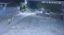 CCTV shows fearless calf driving off lion during late-night encounter in Gujarat village