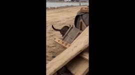 Cat wearing tiny peace-sign gloves stretches its paws in Shandong, China
