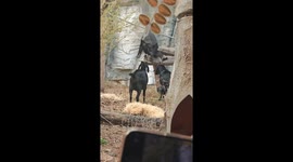Chimpanzee teased by goats at the zoo in Jiangsu, China