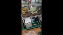 Resident’s quick quake safety actions captured in Hokkaido after offshore tremor Video credit: Kaoru