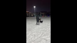 Dog walking another dog on thick ice in Heilongjiang, China