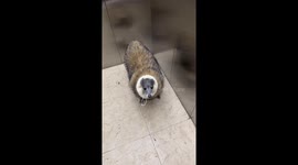 Adorable poodle in oversized fluffy outfit in Hebei, China
