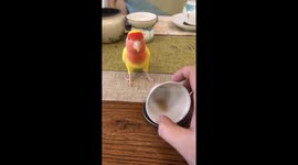 Playful parrot knocks over teacup in Chongqing, China