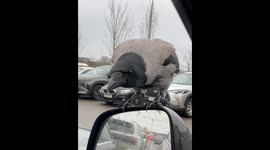 Crow enjoys snack from car mirror in Vilnius, Lithuania