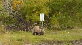 Brown bear scratches his back on a road sign in Alaska