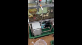 Water sloshes in aquarium as Japan earthquake jolts homes