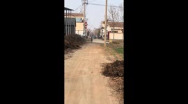 Adorable small deer hops excitedly in Henan, China