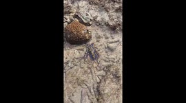 Tourist plays with 'beautiful' octopus that turns out to be deadly blue-ringed creature